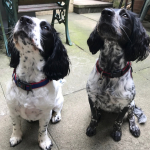 Gail with Fudge & Pebbles