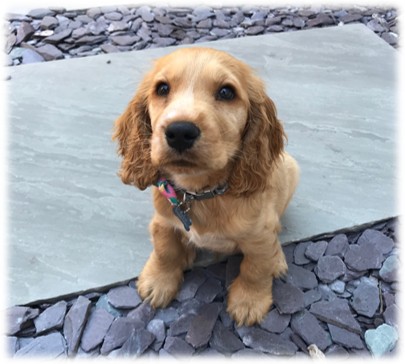 holly
